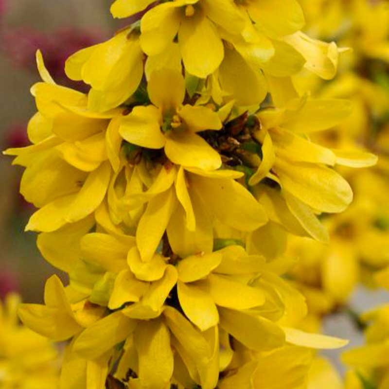 Show Off Starlet? Forsythia