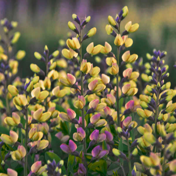 Decadence? 'Pink Lemonade' False Indigo