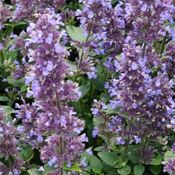 WhispurrTM Blue Catmint