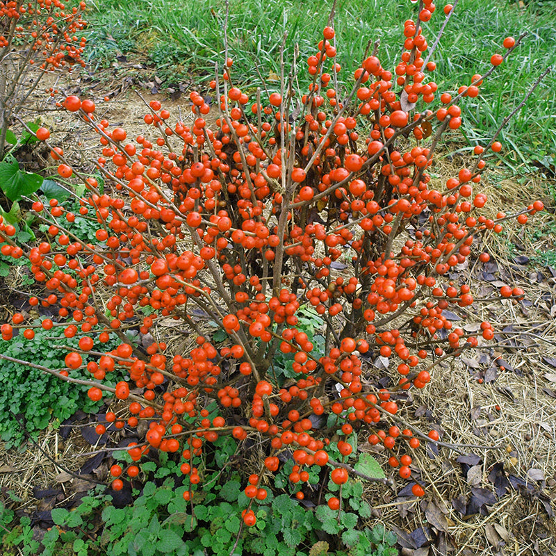 Little Goblin? Orange Winterberry Holly