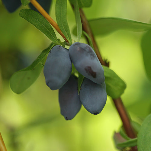 Yezberry? SoloTM Japanese Haskap
