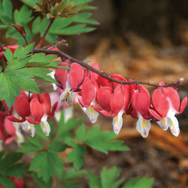 Valentine? Bleeding Heart