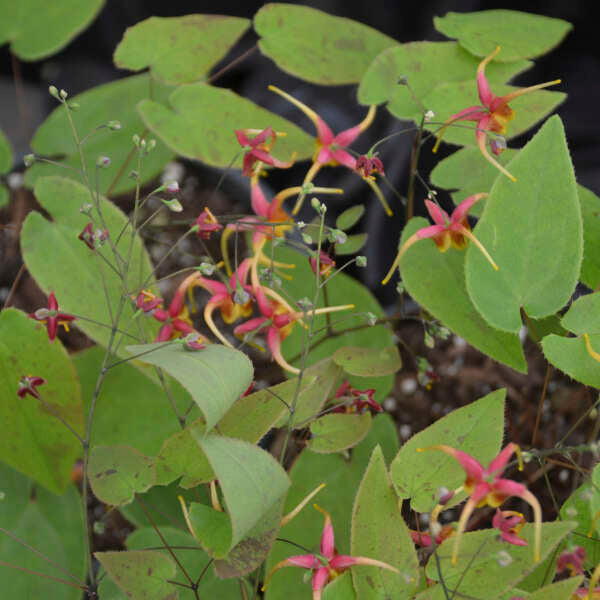'Rigoletto' Barrenwort