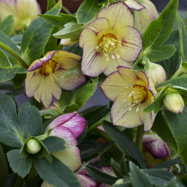 Honeymoon? Tropical Sunset Lenten Rose