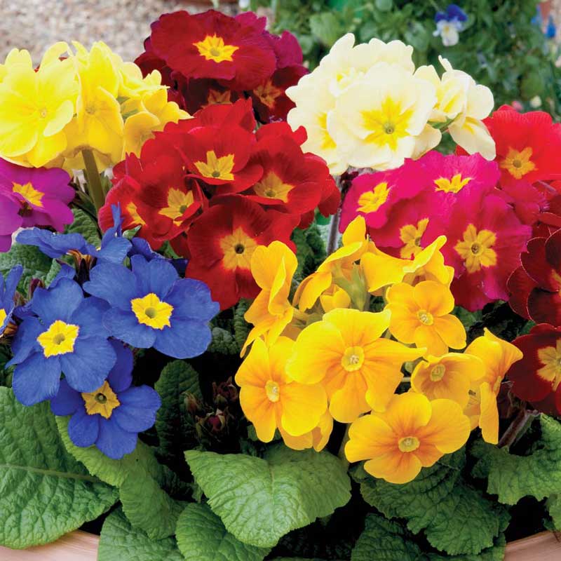 Crescendo? Mixed Primrose