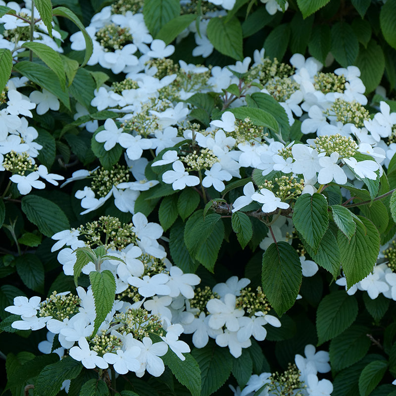 Wabi-Sabi? Doublefile Viburnum