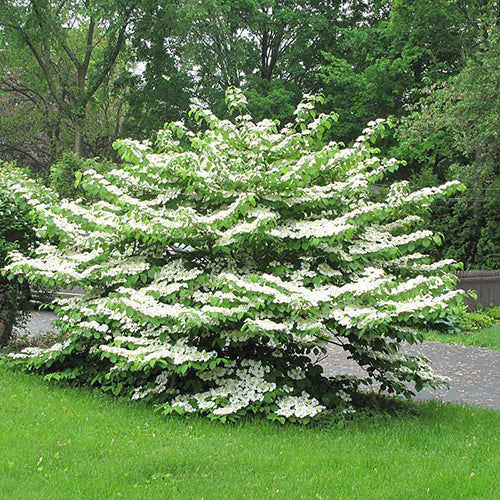 'Summer Snowflake' Doublefile Viburnum