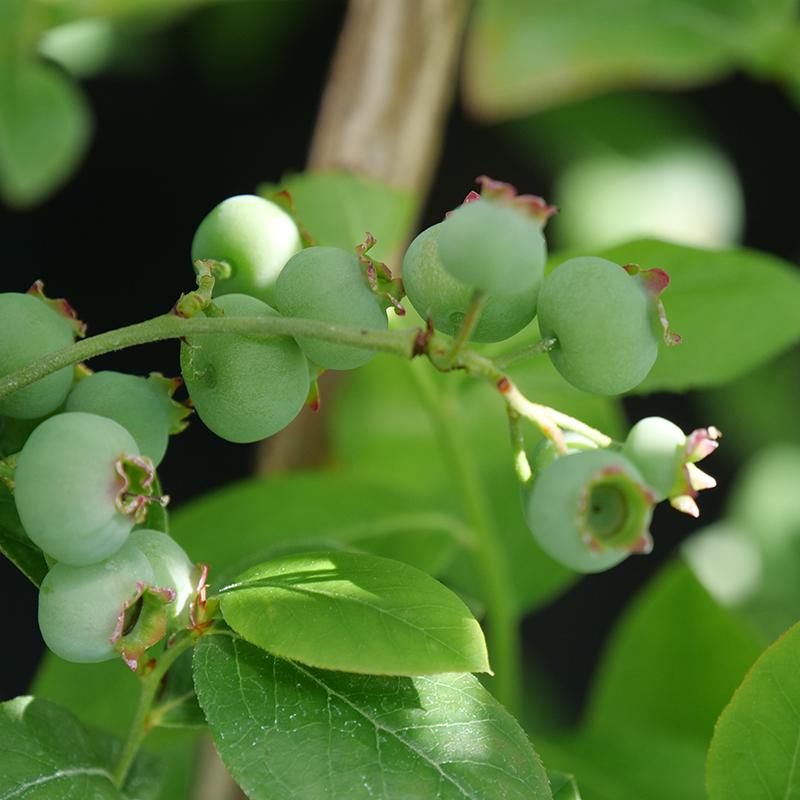 'Chandler' Blueberry