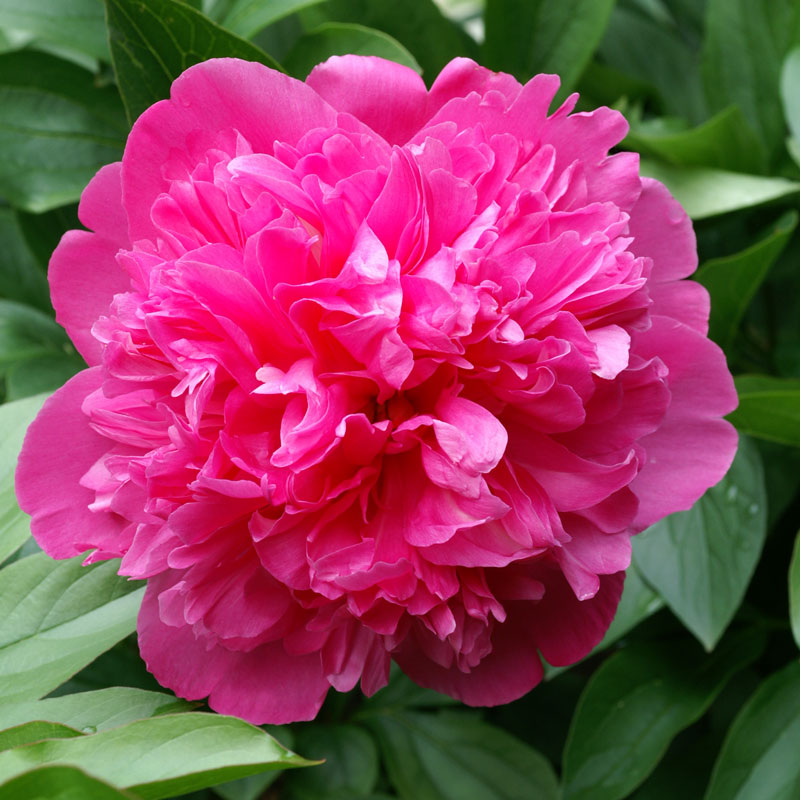 'Edulis Superba' Peony