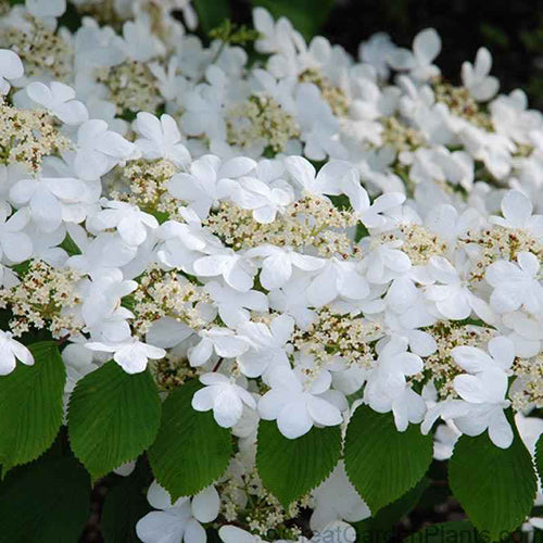 'Summer Snowflake' Doublefile Viburnum