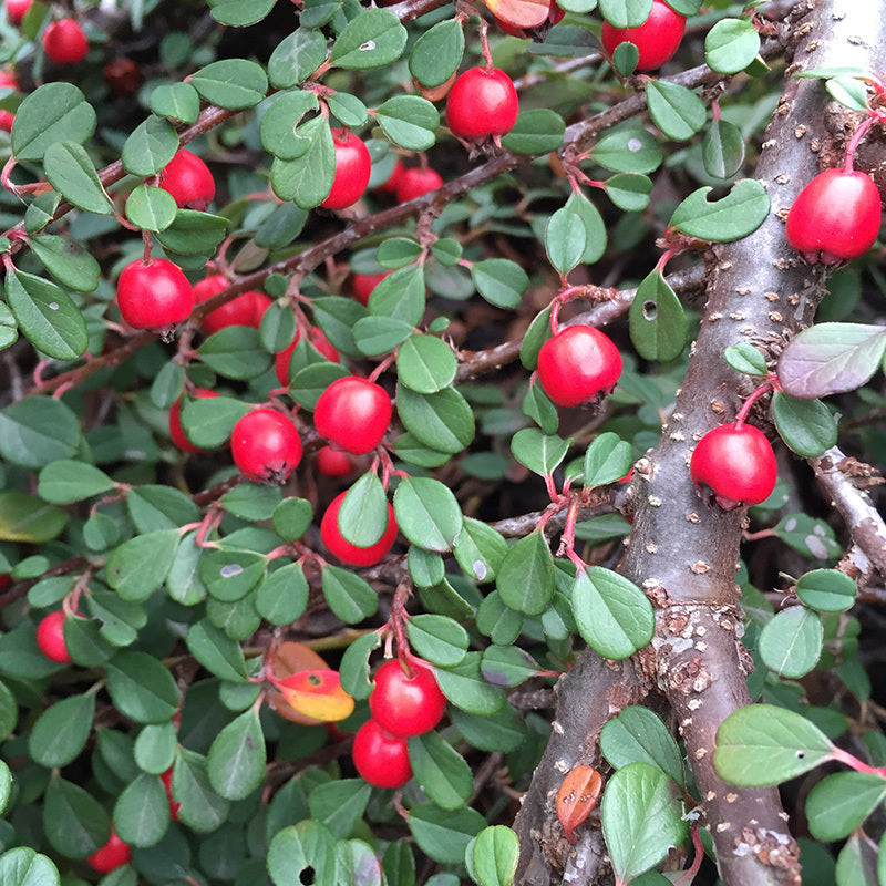 Little Dipper? Cotoneaster