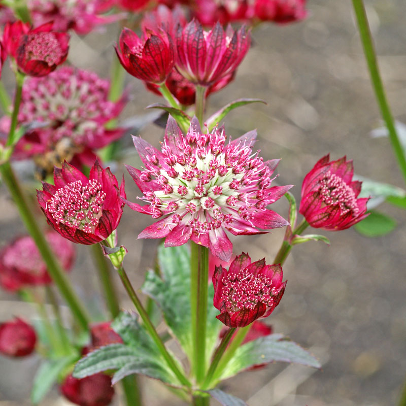 'Ruby Cloud' Masterwort
