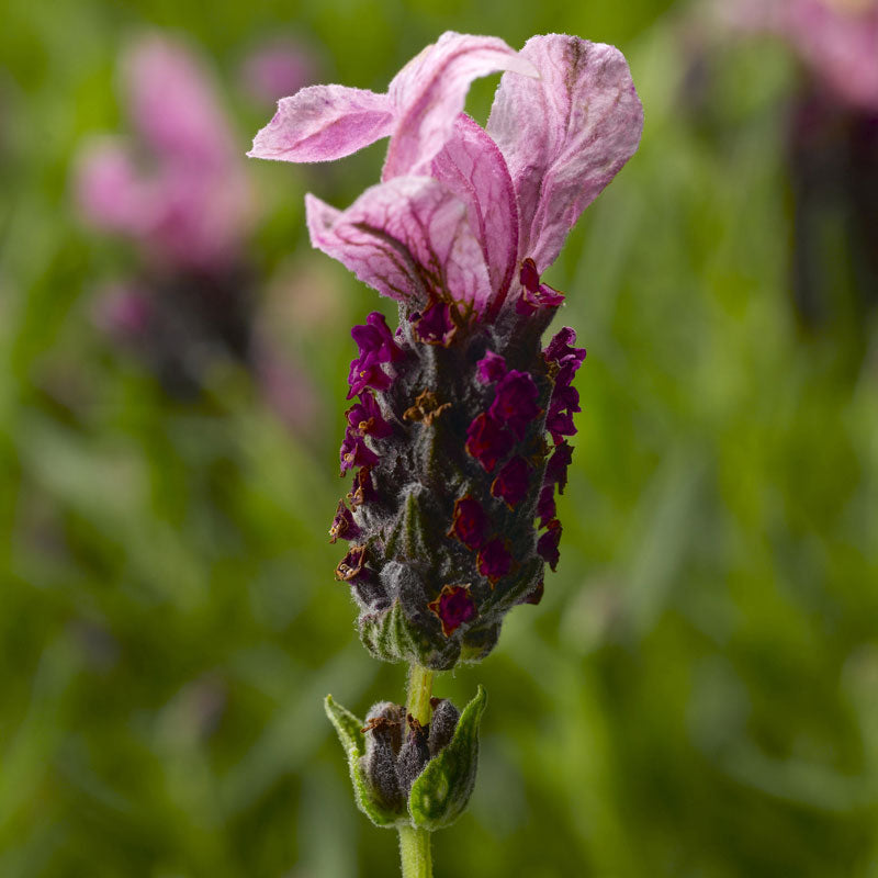 Javelin ForteTM Deep Rose Spanish Lavender