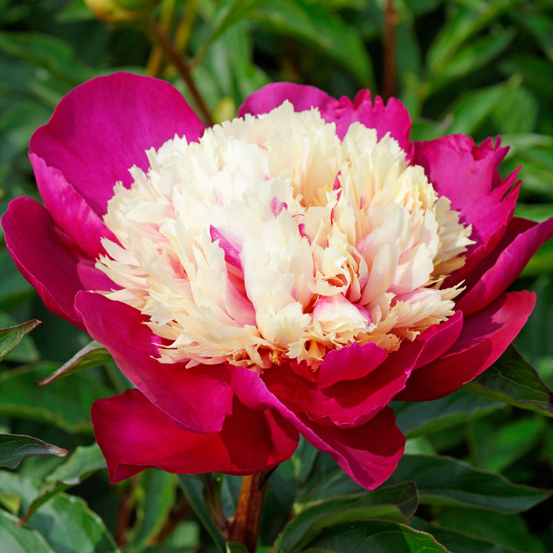 'White Cap' Peony