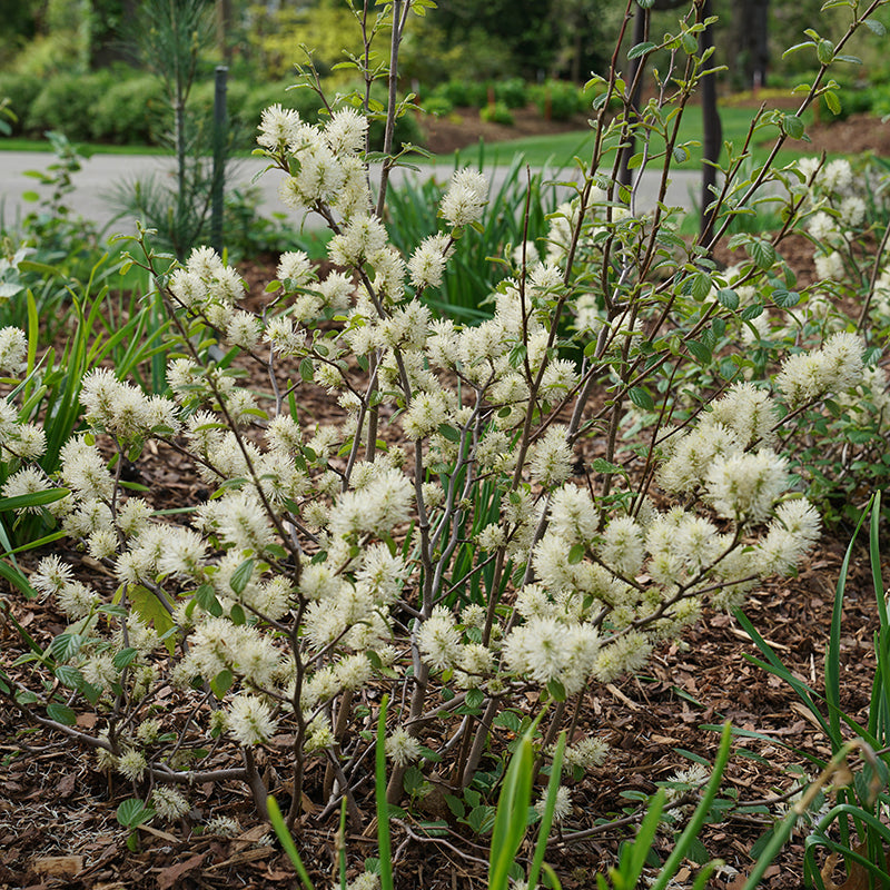 Legend Of The Fall? Bottlebrush