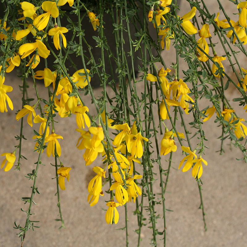 Sister Golden Hair? Scotch Broom