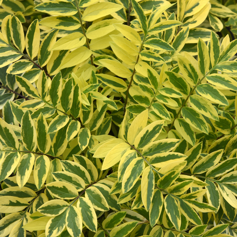 'Golden Feathers' Jacob's Ladder