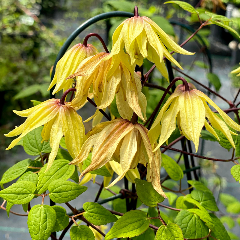 FunyellaTM Clematis