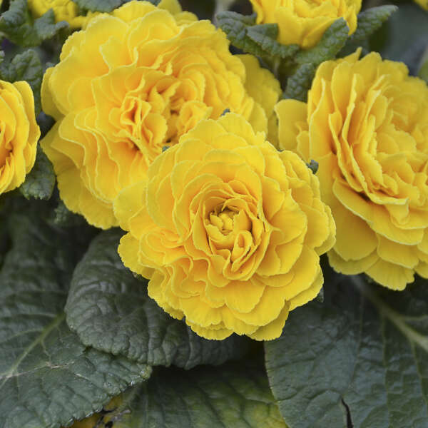 Prima Belarina? 'Spring Sun' Primrose