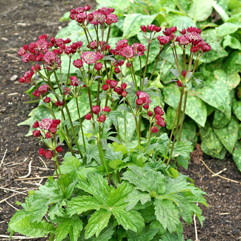 'Ruby Cloud' Masterwort