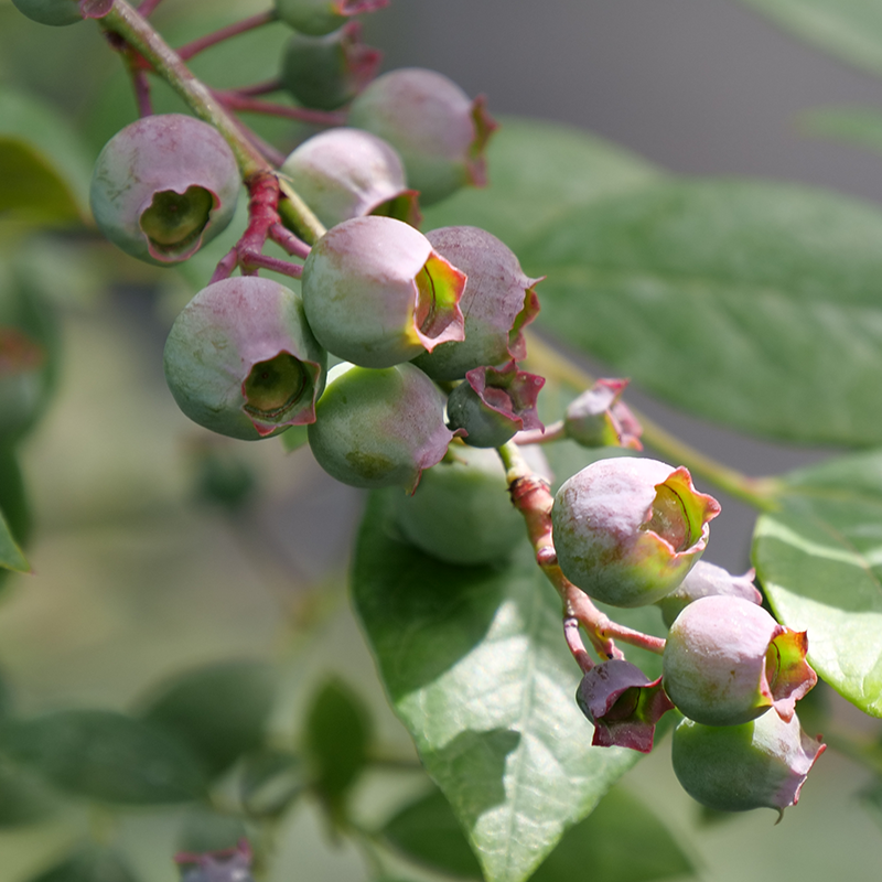'Legacy' Blueberry
