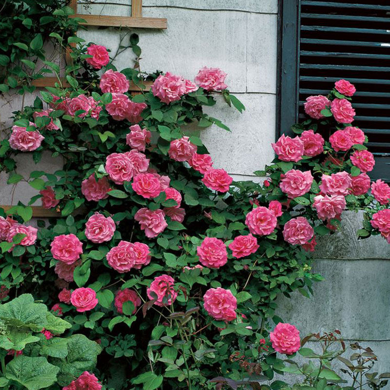 'Z��phirine Drouhin' Climbing Rose